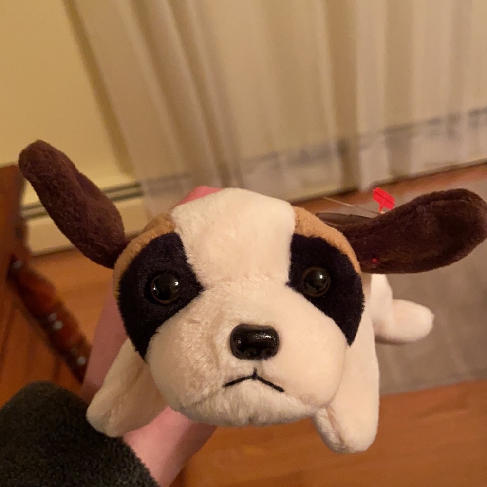 TY Beanie Baby - “Bernie” - Picture 2 of 5